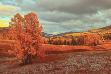 生僻唯美的花名大全