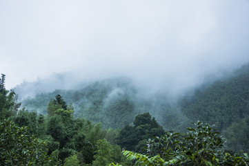 跟花有关的英文名